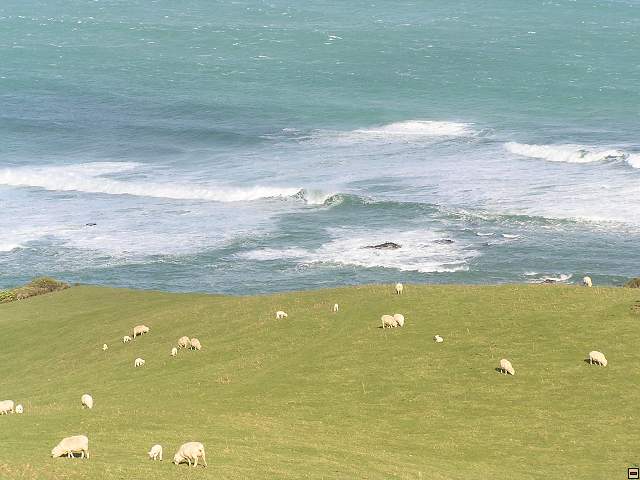 The Catlins Coast 031.jpg